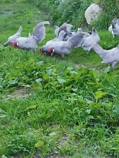 Uova feconde olandesine usato  Agropoli