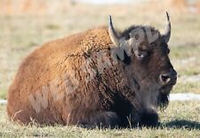 American buffalo bison for sale  Brighton
