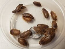Dubia roaches small for sale  Williamson