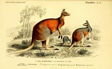 Kangaroo zoological vintage for sale  LONDON