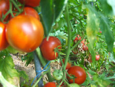 Graines tomate cobra d'occasion  La Ferté-Gaucher