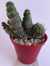 Eulychnia chestnut spiralis crested - height 11 cm - vase/pot 14cm  , used for sale  Shipping to South Africa