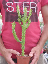 Euphorbia trigona variegata usato  Casatenovo