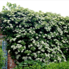 Climbing hydrangea petiolaris for sale  STANLEY