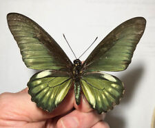Papilionidae BATTUS LYCIDAS* RAR FEMALE**** Panama, Canal Zone for sale  Shipping to South Africa