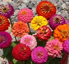 Thumbelina zinnia seeds for sale  Deltona