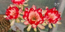 echinopsis lobivia "BIT" hybrid astrophytum ariocarpus rare  for sale  Shipping to South Africa