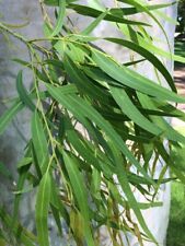 Lemon eucalyptus seeds d'occasion  Expédié en Belgium