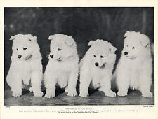 Samoyed four cute for sale  COLEFORD