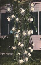 Postcard FL Night Blooming Cereus 1951 Linen Antique Vintage Old PC f128 for sale  Shipping to South Africa