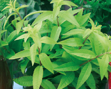 Lemon verbena plant for sale  WORKSOP