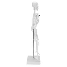 45cm human skeleton for sale  Shipping to Ireland