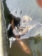 Large pond fish for sale  PLYMOUTH