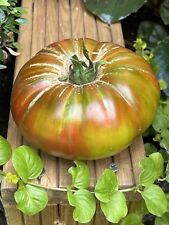 Rare organic tomato for sale  WINDSOR