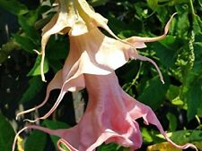 Brugmansia angels trumpet for sale  Wauchula