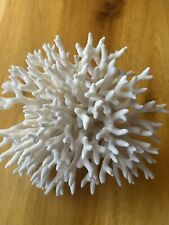 Weiße koralle korallenbaum gebraucht kaufen  Deggingen