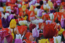 Blumenzwiebeln tulpen pflückg gebraucht kaufen  Werl