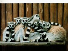 Postcard ring tailed for sale  MATLOCK