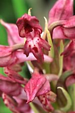 Orchis coriophora wanzenknaben for sale  Shipping to Ireland