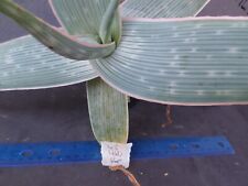Aloe karasbergensis 4.5 for sale  Deland