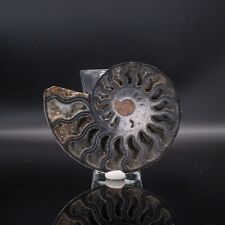 Ammonite specimen madagascar for sale  STRATFORD-UPON-AVON