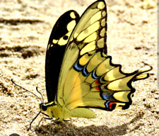 Papilio rumiko male d'occasion  Expédié en Belgium