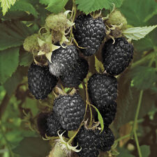 Black raspberry black for sale  PETERBOROUGH