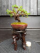 Bonsai potentilla utdoor gebraucht kaufen  Torgau