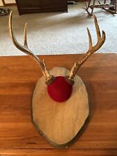 Antique taxidermy deer for sale  Paoli