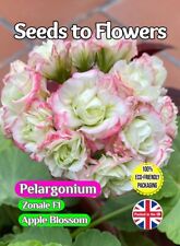 Geranium pelargonium zonale for sale  STOKE-ON-TRENT