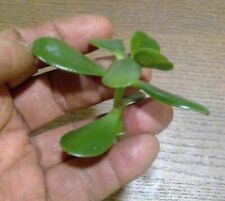 Grow jade plants for sale  Shipping to Ireland