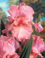 Iris germanica pinky for sale  LONDON
