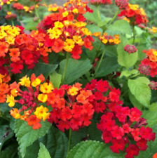 Lantana hot blooded for sale  Winthrop