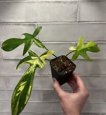 Florida beauty philodendron for sale  Canonsburg