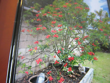 red plant poinsettia for sale  Kaneohe