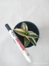 Used, Sansevieria Robusta Dwarft White Variegated for sale  Shipping to South Africa