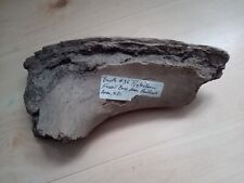 Fossilised dinosaur bone for sale  LONDON