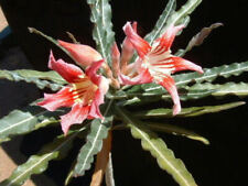 Adenium somalense var. for sale  BRISTOL