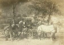 C1910 carriage horse for sale  Terre Haute