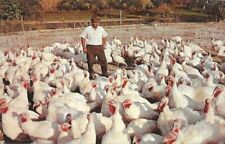 Postcard thanksgiving turkeys for sale  Fleetwood