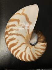 chambered nautilus for sale  Cincinnati