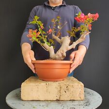 Pre bonsai bouganvillea usato  San Pancrazio Salentino