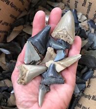 Shark teeth lot for sale  Pawleys Island