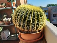 Cactus usato  Correggio