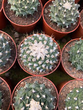 Cactus obregonia denegrii for sale  Ireland