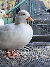 duck hatching eggs muscovy for sale  MORPETH
