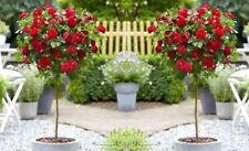 Standard red rose for sale  ROCHESTER