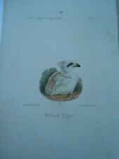 1875 birds milvus d'occasion  Expédié en Belgium