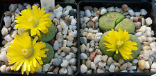 Lithops lesliei subsp. for sale  SIDMOUTH