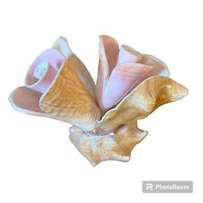 Conch shell art for sale  Collierville
